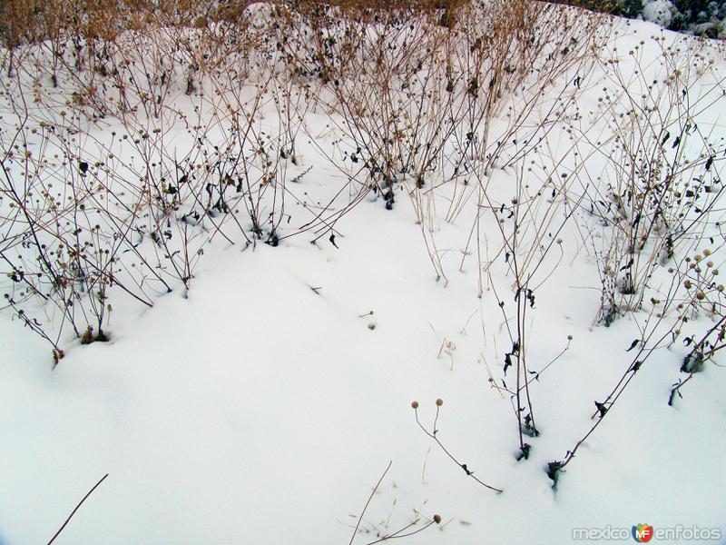 Fotos de Janos, Chihuahua, México: Nieve en la Sierra de San Luis