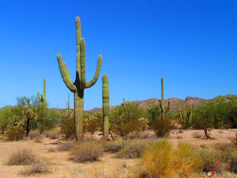 Reserva de la Biósfera El Pinacate y Gran Desierto de Altar