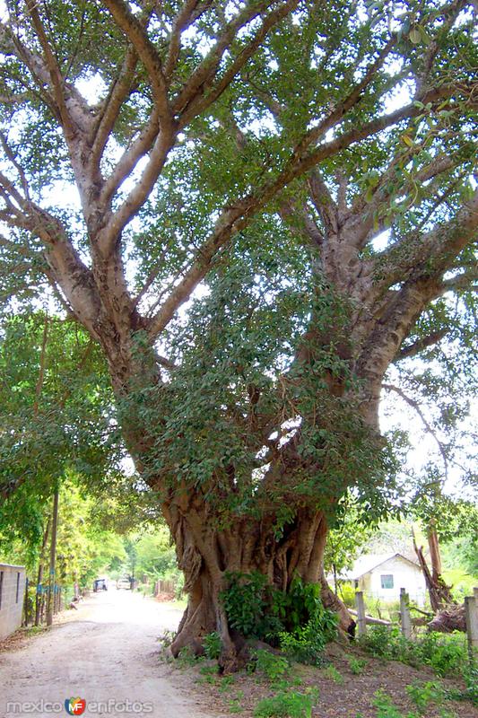 Árbol - San Miguel de la Mora, Tamaulipas