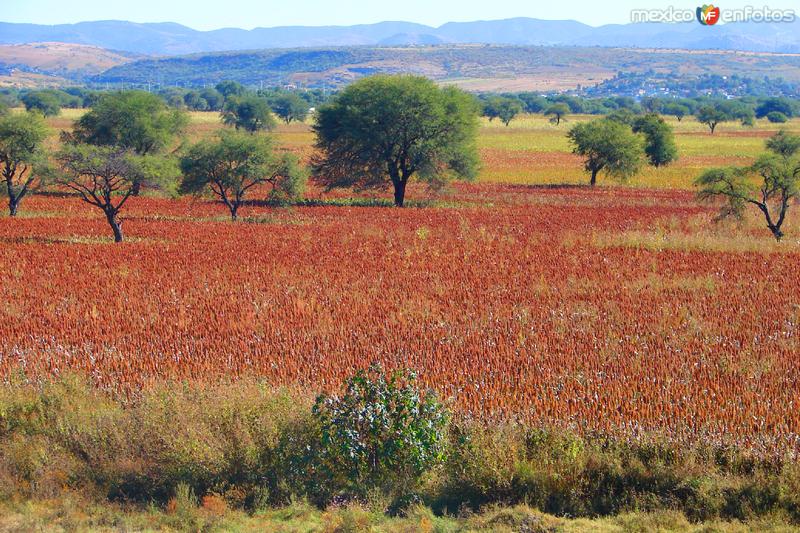 Campo de sorgo