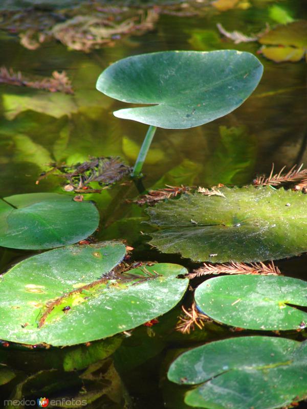 Flora acuática