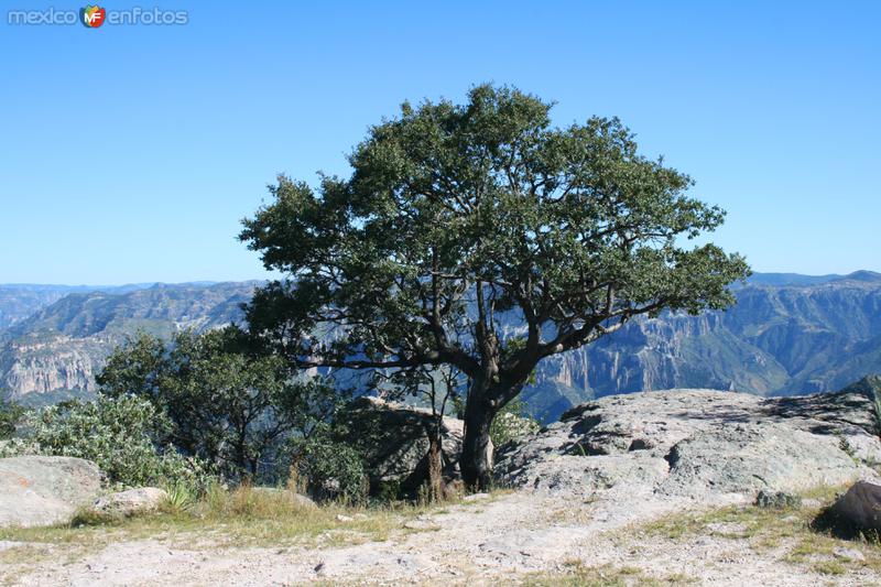 Árbol