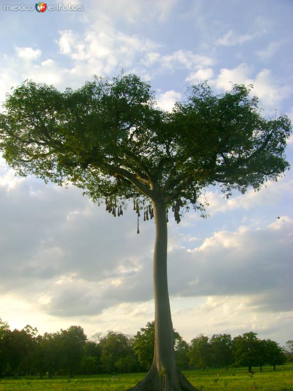 Fotos de Tanquián de Escobedo, San Luis Potosí, México: Ceiba con nidos de aves