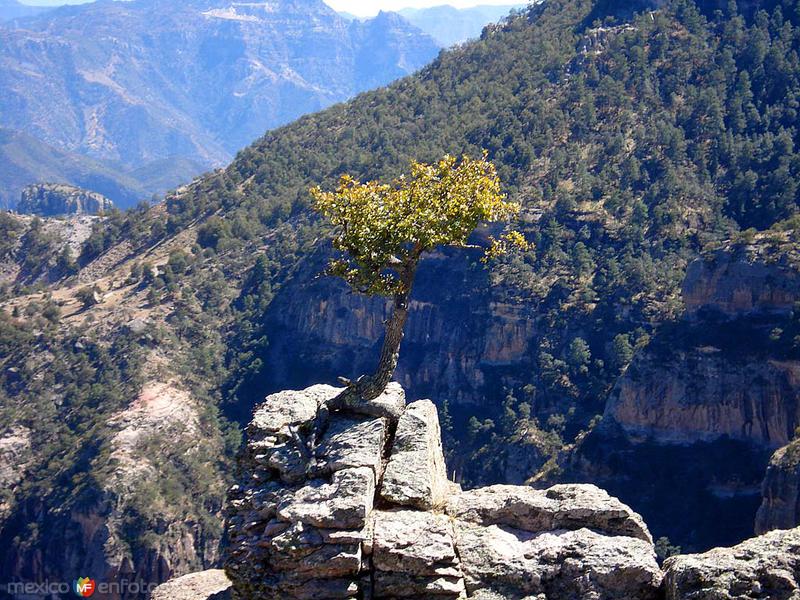 Barrancas del Cobre