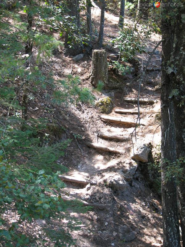 Escaleras camino a la Cascada de Cusárare