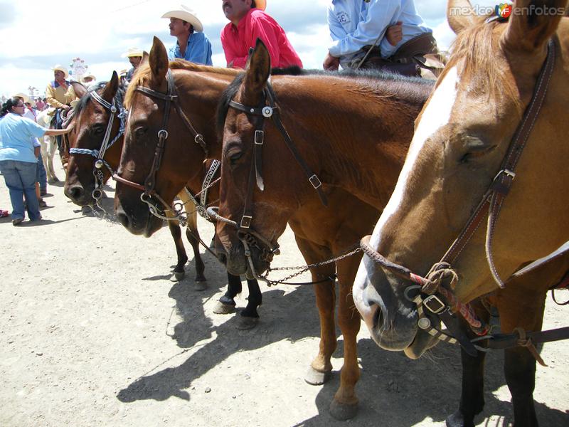 Cabalgatas Villistas 2008