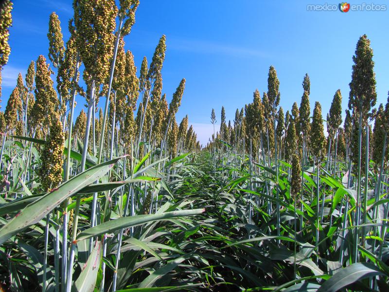 Campos del Valle de Santo Domingo