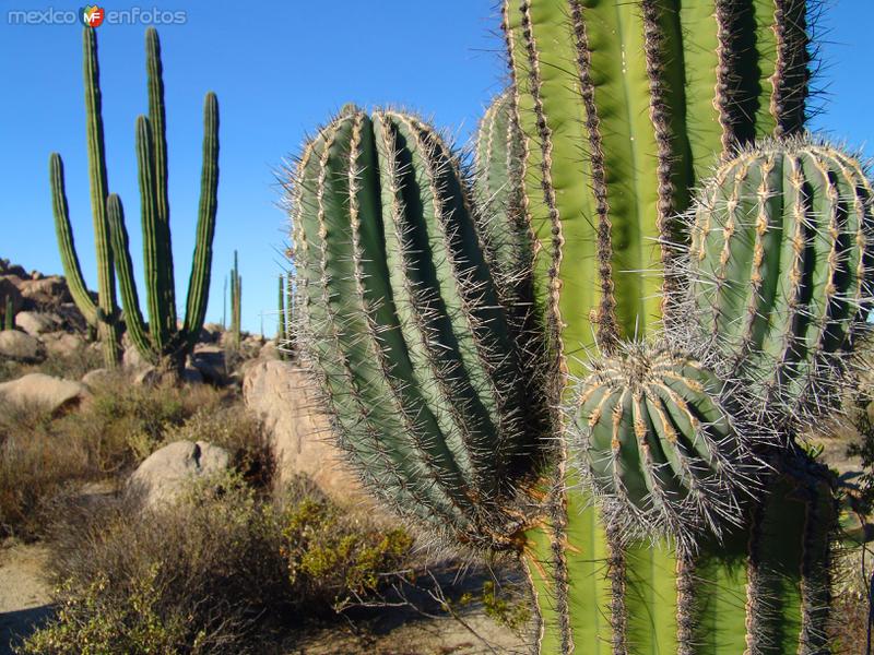 Fotos de Cataviña, Baja California, México: Cactus