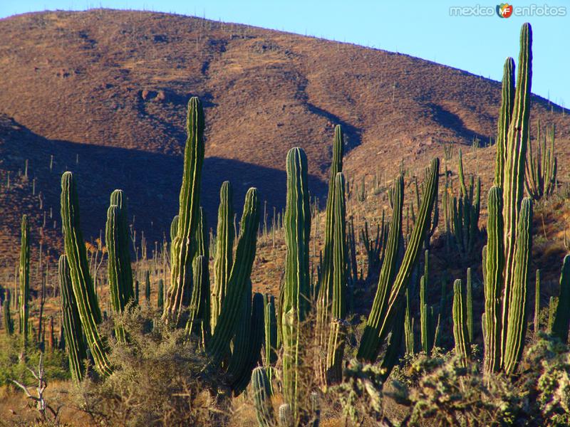 Cactus