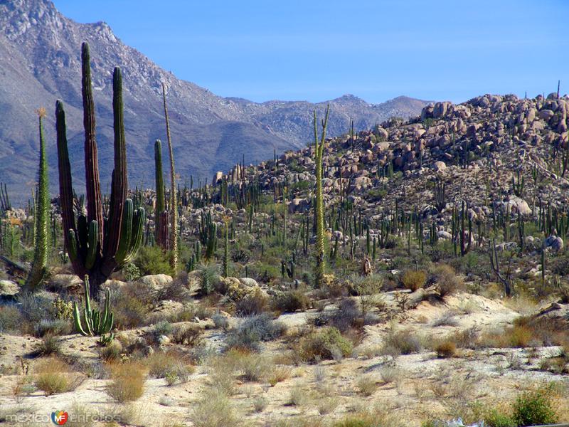 Valle de los Cirios