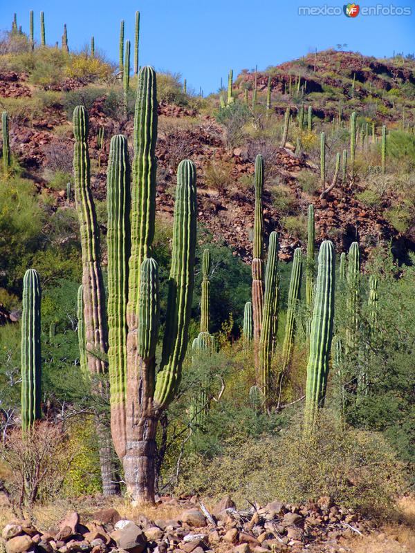 Sierra de la Giganta