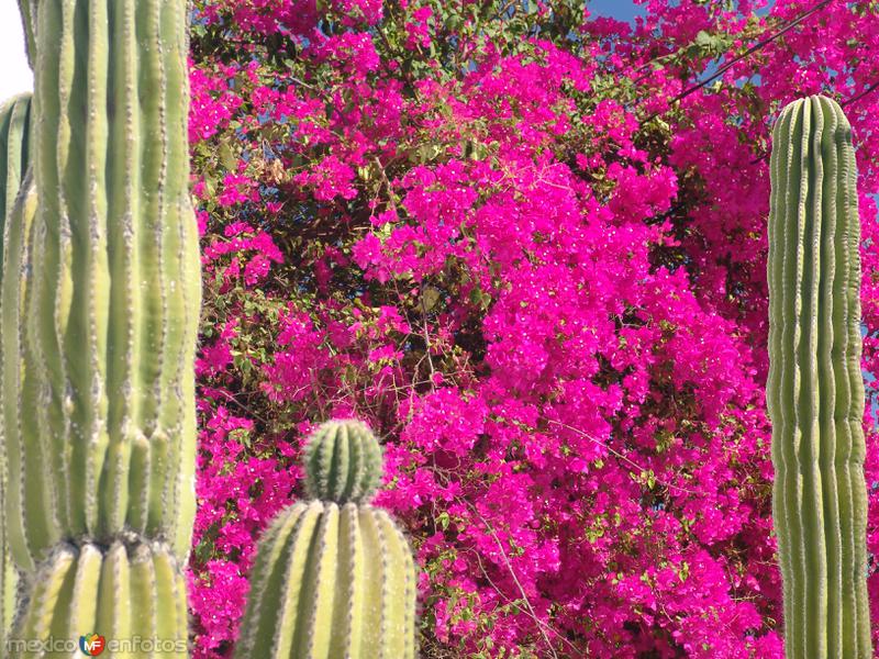 Flora de Todos Santos