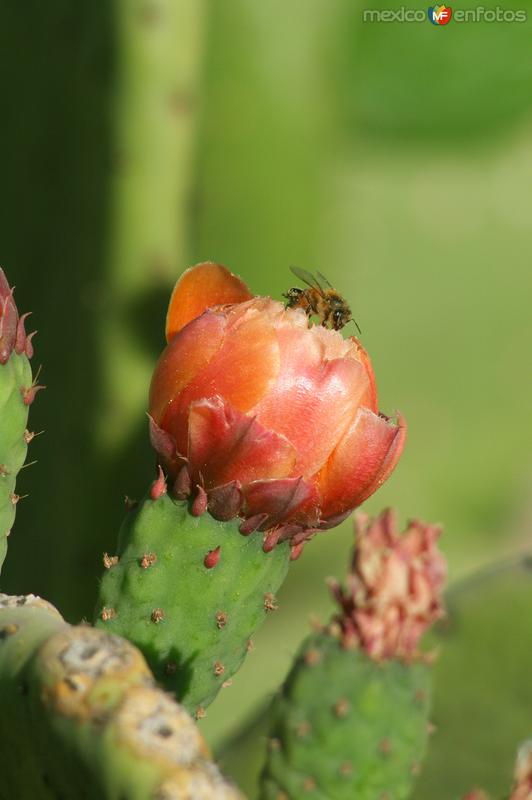 FLOR DEL NOPAL