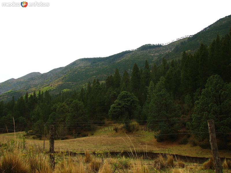 BOSQUES DE MONTERREAL