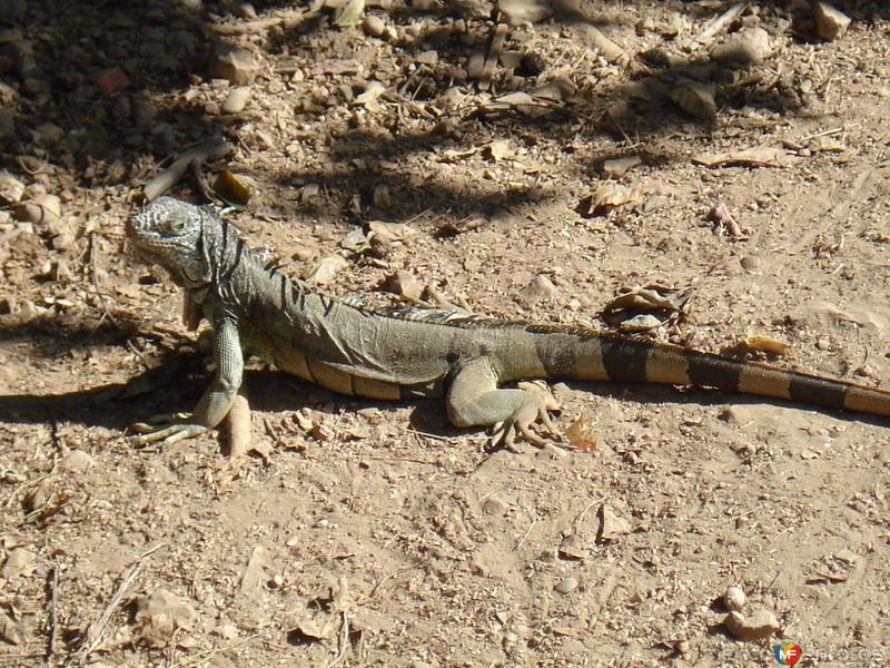 faúna silvestre en ixtapa, iguana