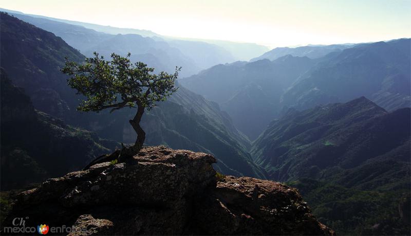 Naturaleza de Barrancas del Cobre