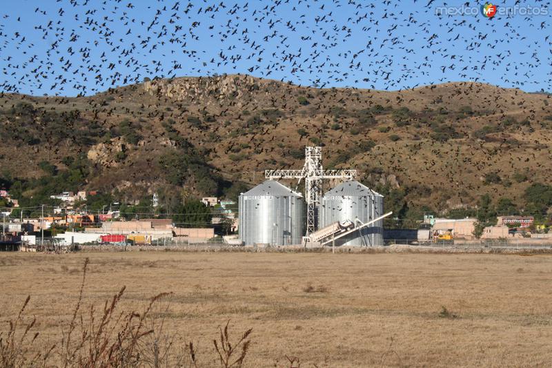 Volando en Parvada