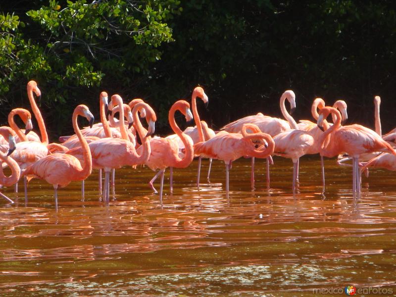 FLAMENCOS