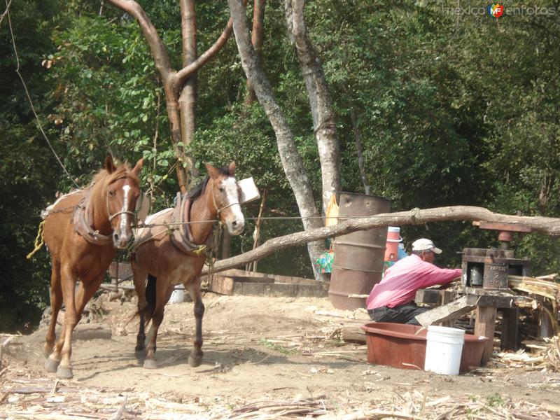 Haciendo jugo de Caña