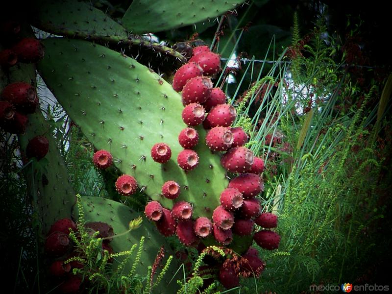 Nopal con tunas