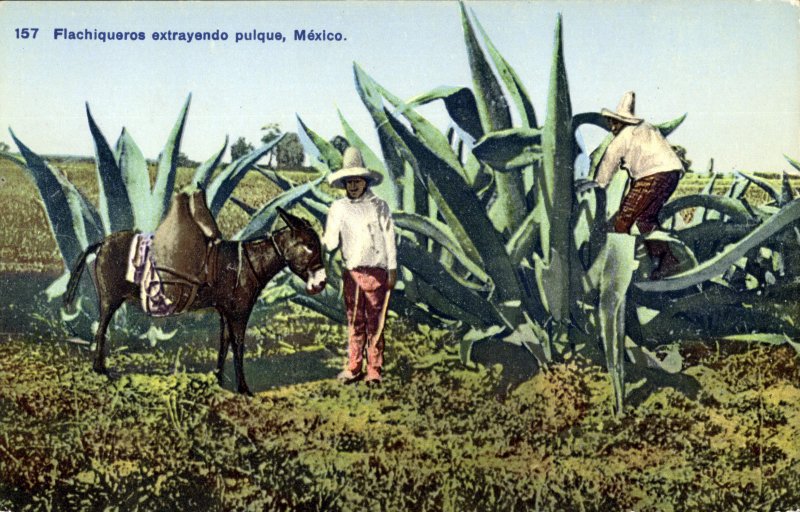 Tlachiqueros extrayendo pulque