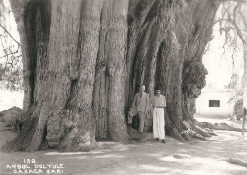 Árbol de Tule