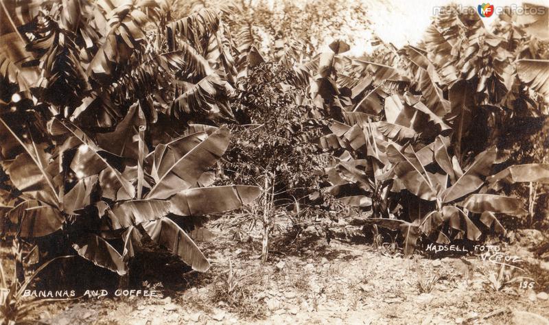 Platanos y café