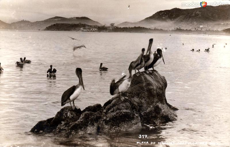 Pelícanos en la Playa de Hornos