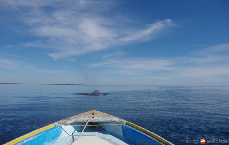 Avistamiento de la Ballena Gris en Bahía Magdalena