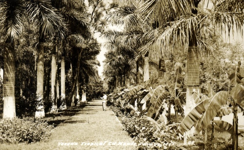 Fotos de Ciudad Mante, Tamaulipas, México: Vereda Tropical