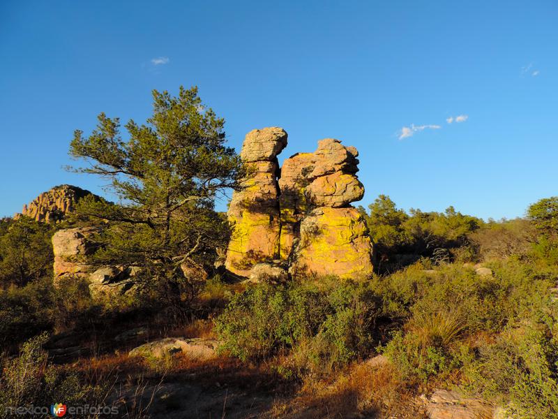 Líquen sobre pilares volcánicos en Majalca, Chihuahua