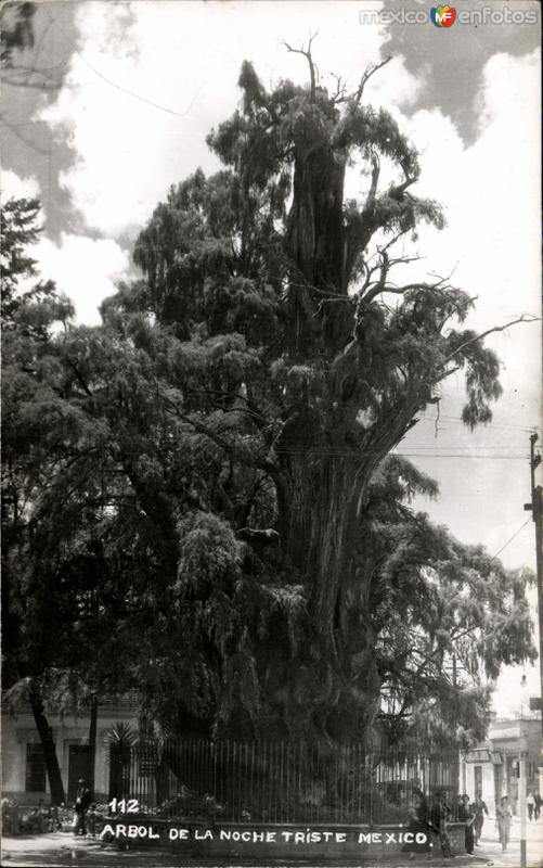 Arbol de la Noche Triste