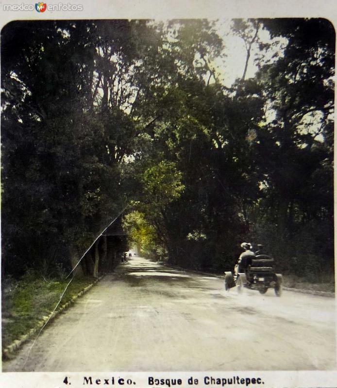 Bosque de chapultepec