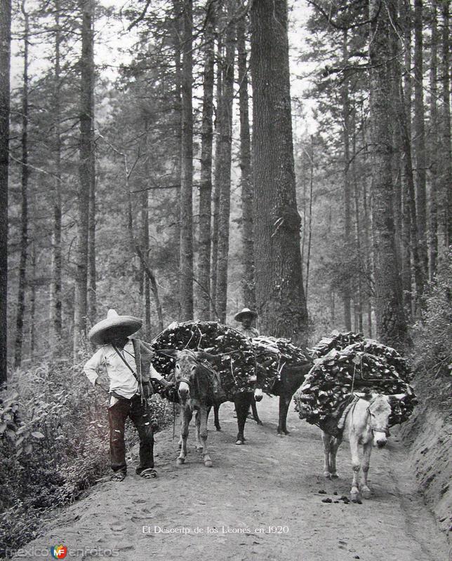 Desierto de los Leones porHUGO BREHME