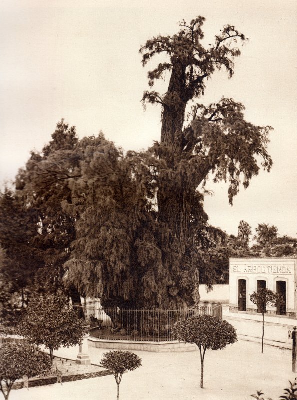 El Árbol de la Noche Triste (circa 1920)