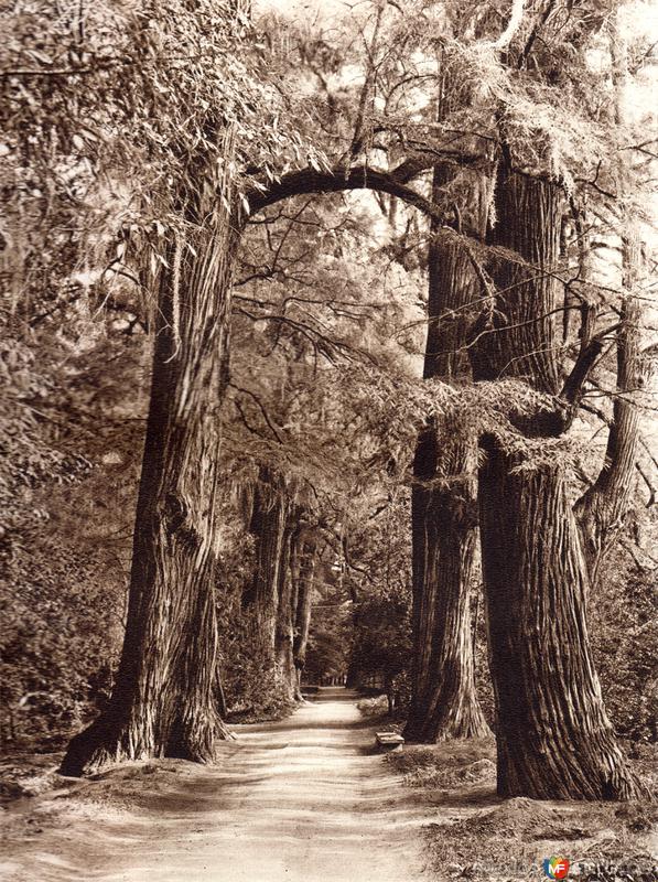 Ahuehuetes en el Parque de Chapultepec (circa 1920)