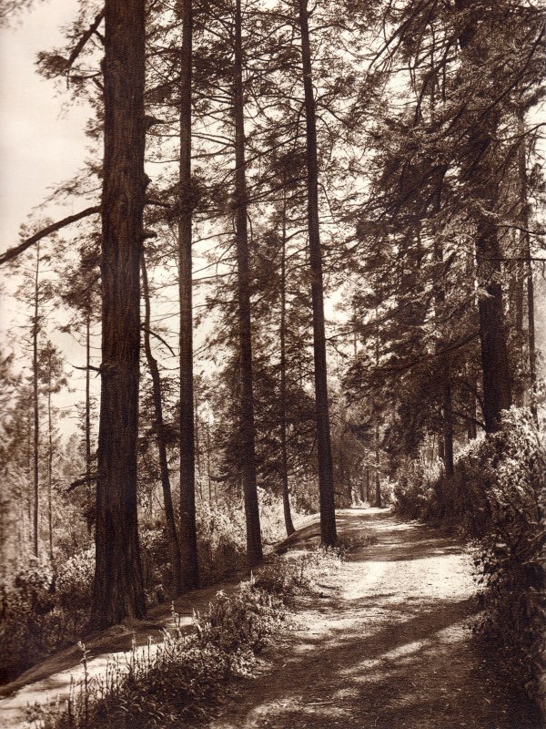 Parque Nacional Desierto de los Leones (circa 1920)