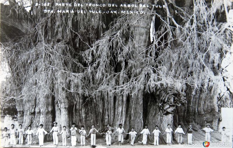 Parte del tronco del Arbol del Tule