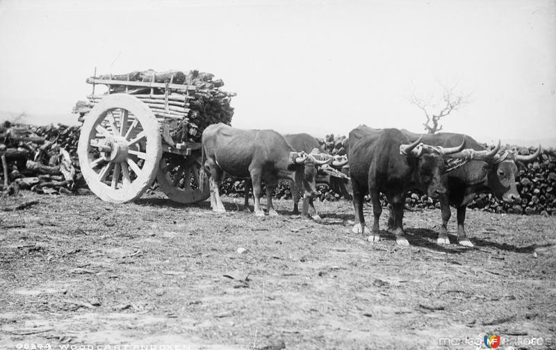 Carreta de bueyes (por William Henry Jackson, c. 1888)