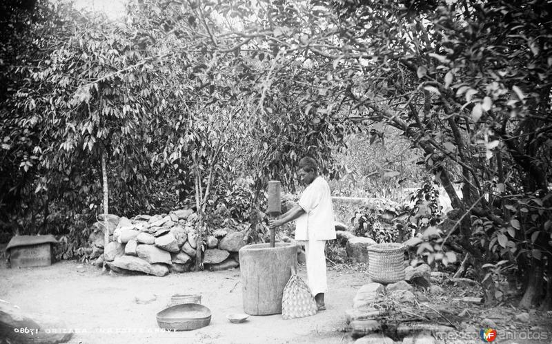 Un cafetal (por William Henry Jackson, c. 1892)