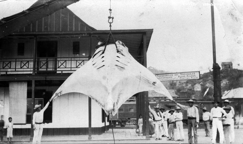 Una mantarraya pescada en Manzanillo