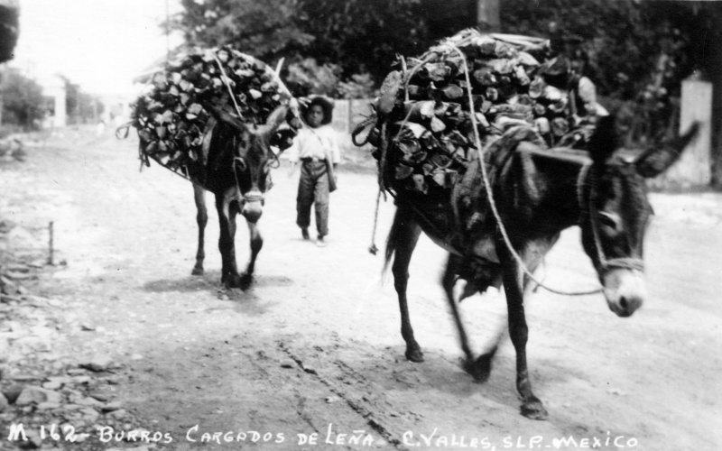 Burros cargados con leña