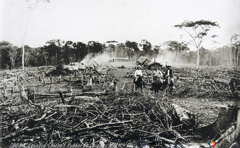 PLANTACION DEL CAUCHO