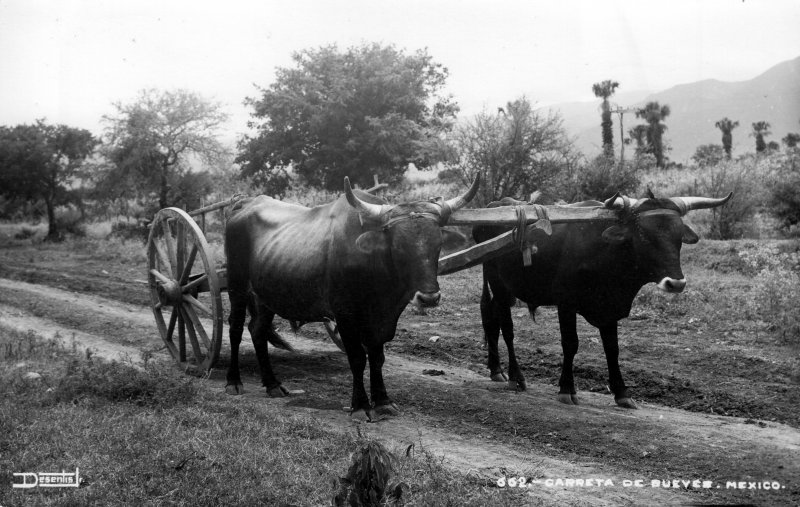 Carreta de bueyes