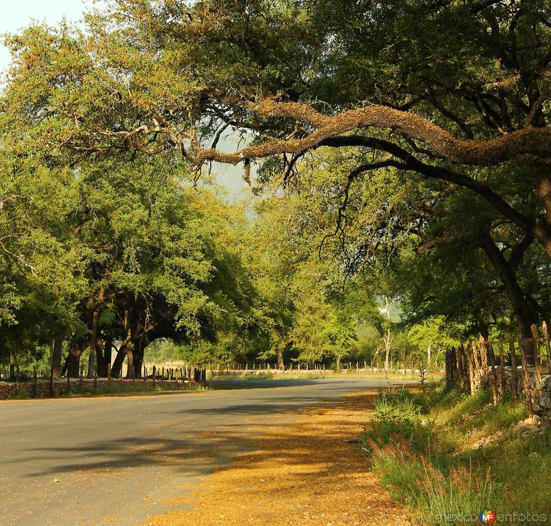 POR LOS CAMINOS DE SANTIAGO