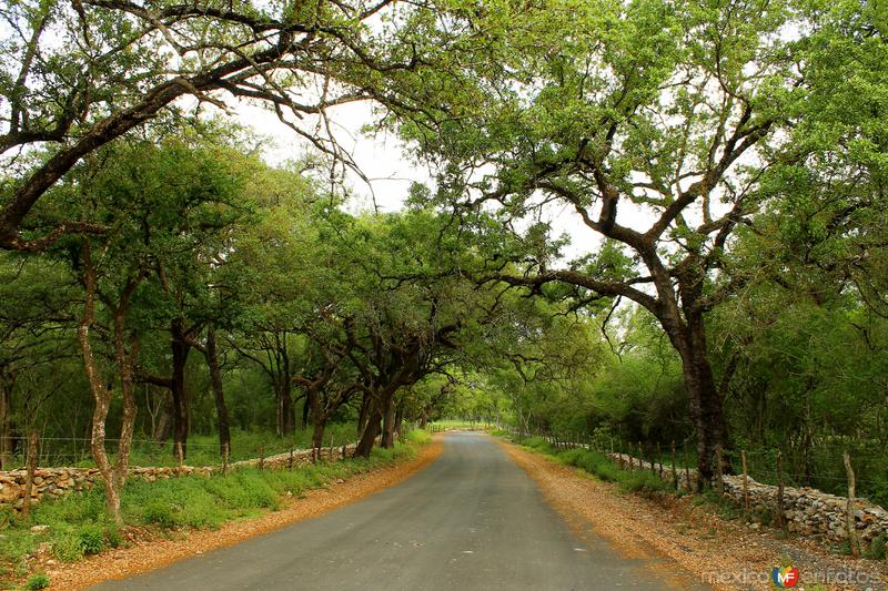 POR LOS CAMINOS DE SANTIAGO