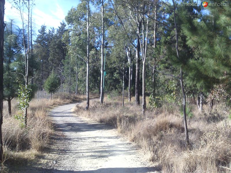 Bosque de San Diego Metepec. Enero/2016