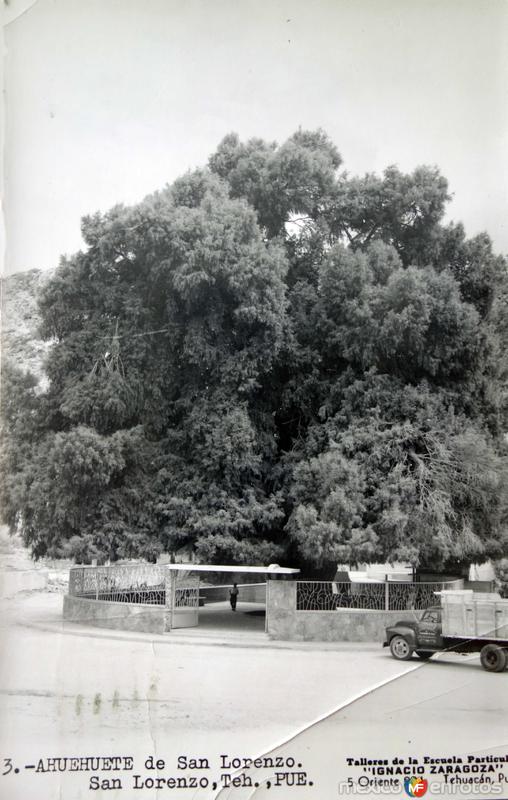 Un ahuehuete de San lorenzo