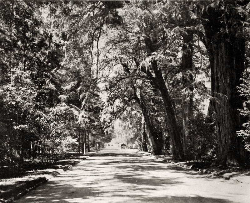 Bosque de Chapultepec: Calzada del Rey