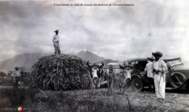 Cosechando la cana de azucar alrededores de OrizabaVeracruz .